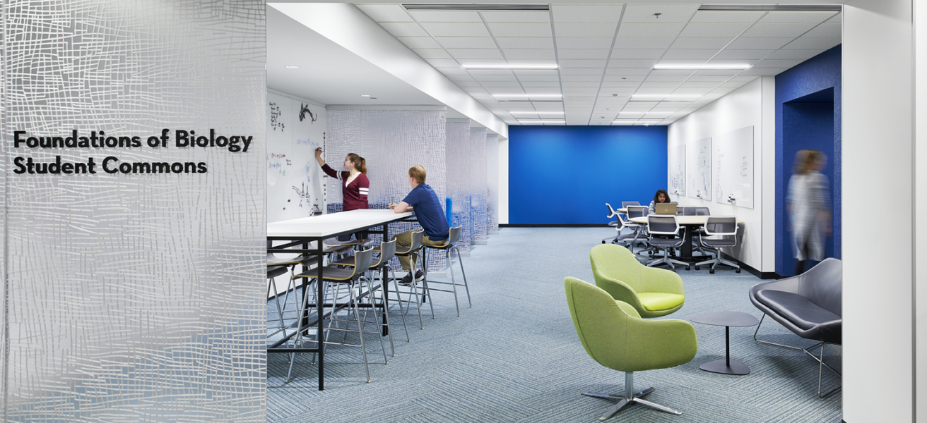 Students write on a floor to ceiling whiteboard wall in the Biological Sciences commons. They are surrounded by green chairs and blue walls and touchdown tables